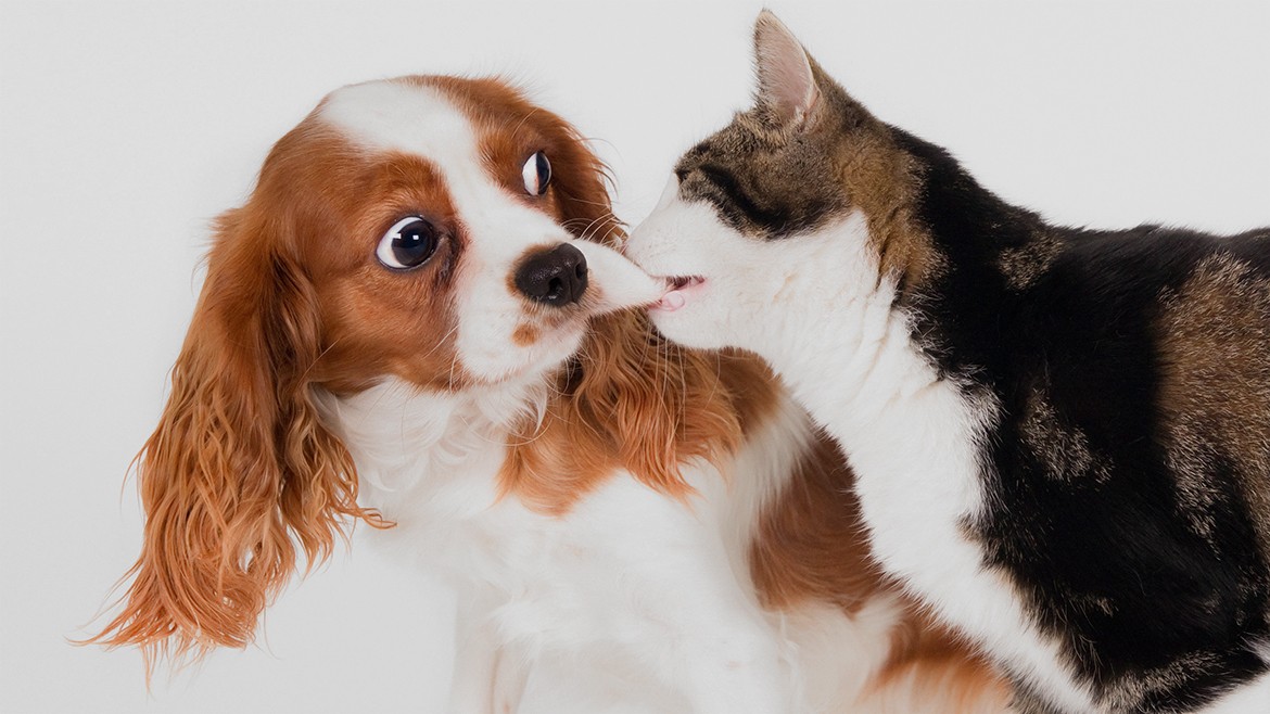 ¿Cómo hacer que tus mascotas se lleven bien entre sí?
