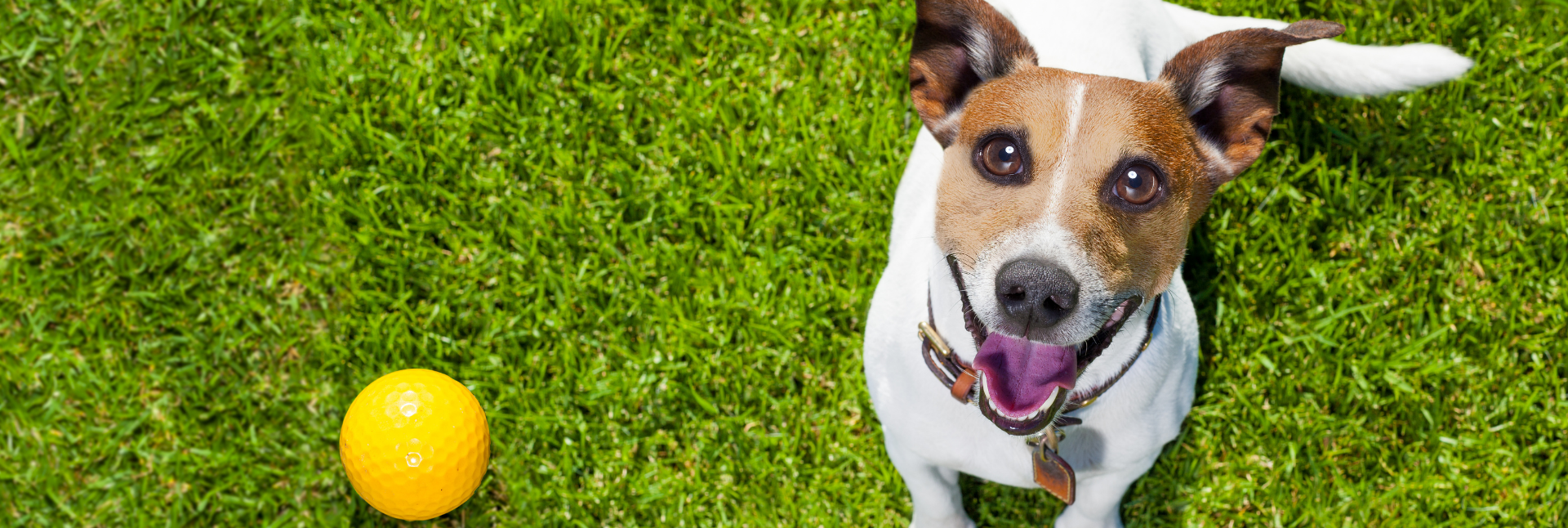 Perros más longevos, lindos y saludables...