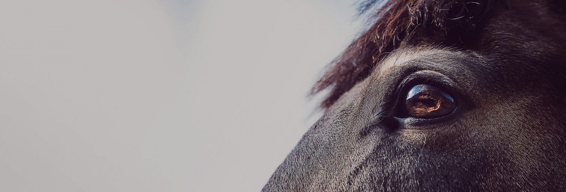 Preserva la salud de tu caballo y esta se reflejará en su belleza